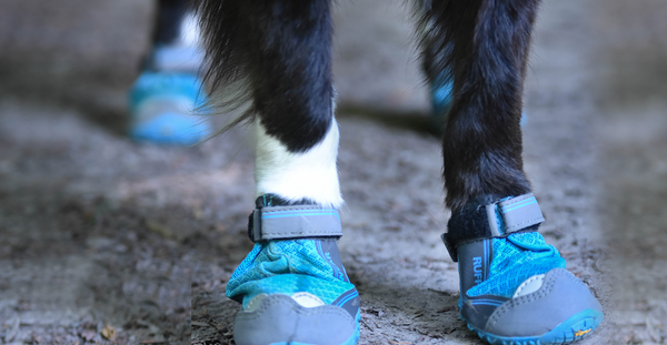 5 TOP RATED PIECES OF DOG GEAR AT WAGGLE