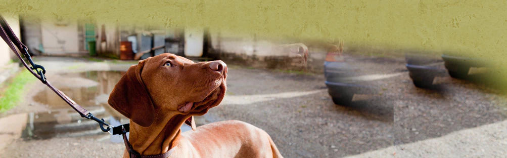 Collar to stop dog pulling deals