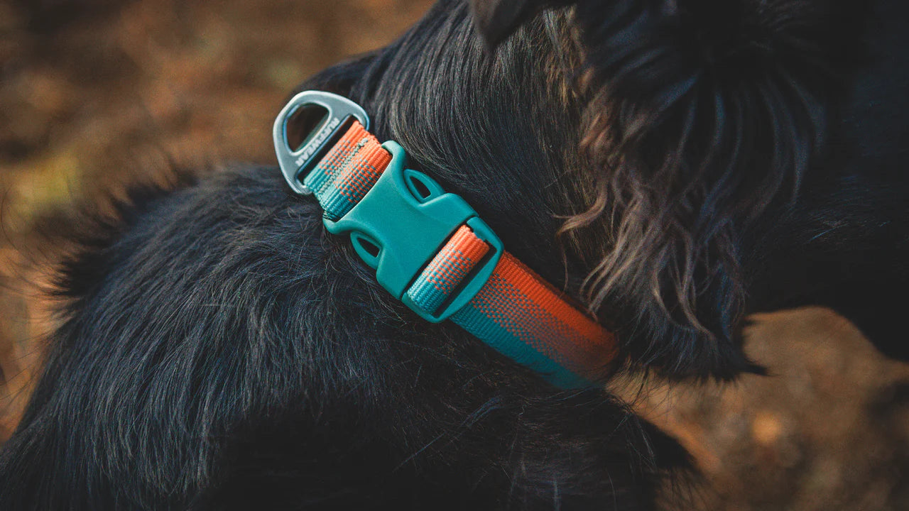 ⚡ Ruffwear Front Range Collar