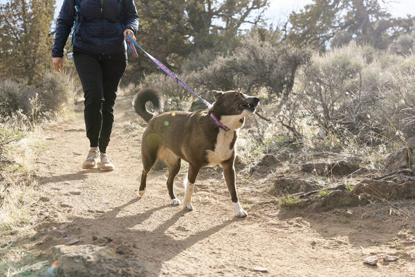 ✨ SALE ✨  Ruffwear Crag Collar