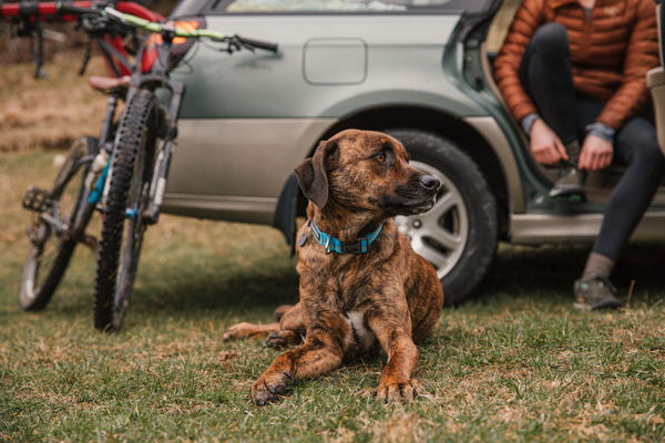 ✨ SALE ✨  Ruffwear Crag Collar