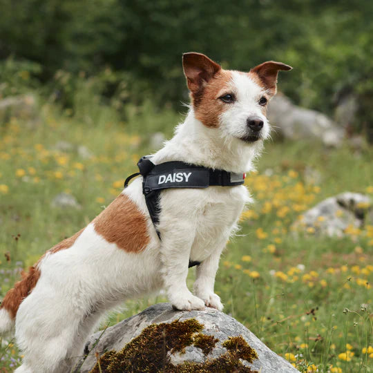 ⚡️ EzyDog Express Harness