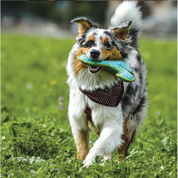 Tuffy DuraForce Boomerang