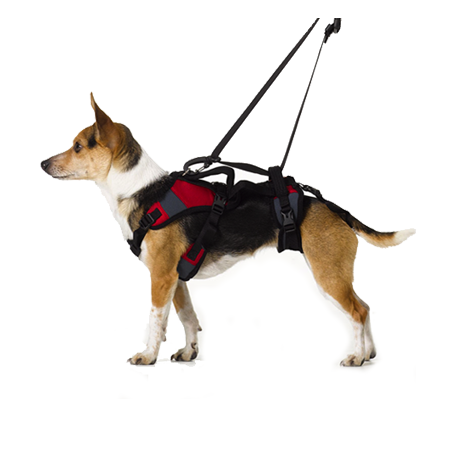 dog disability harnesses