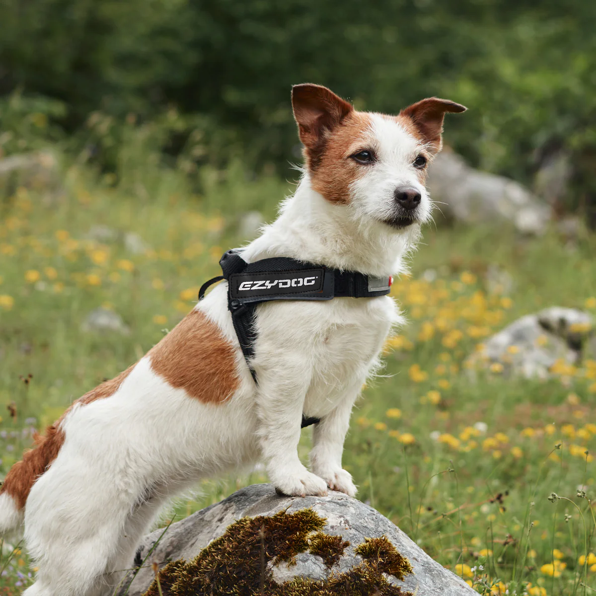 ⚡️ EzyDog Express Harness