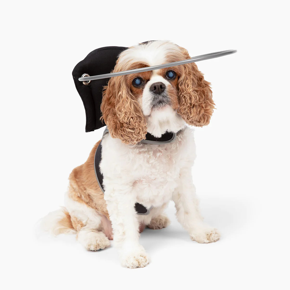 Muffin s Halo for Blind Dogs