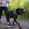 Ruffwear Web Reaction Collar