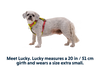 Ruffwear Hi & Light Harness