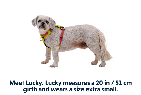 Ruffwear Hi & Light Harness