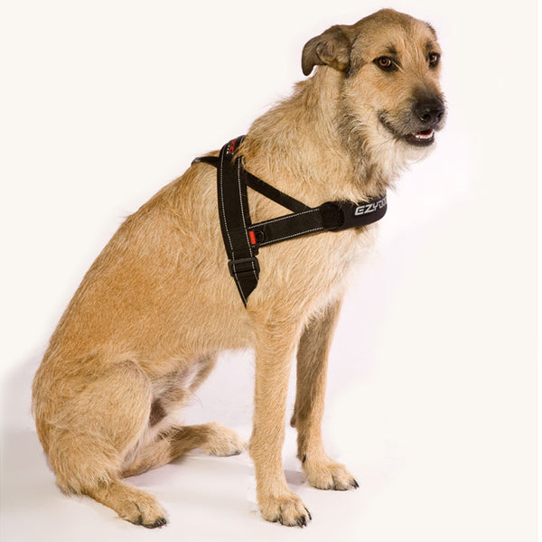 EzyDog Quick Fit Harness