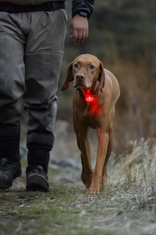 Ruffwear The Beacon