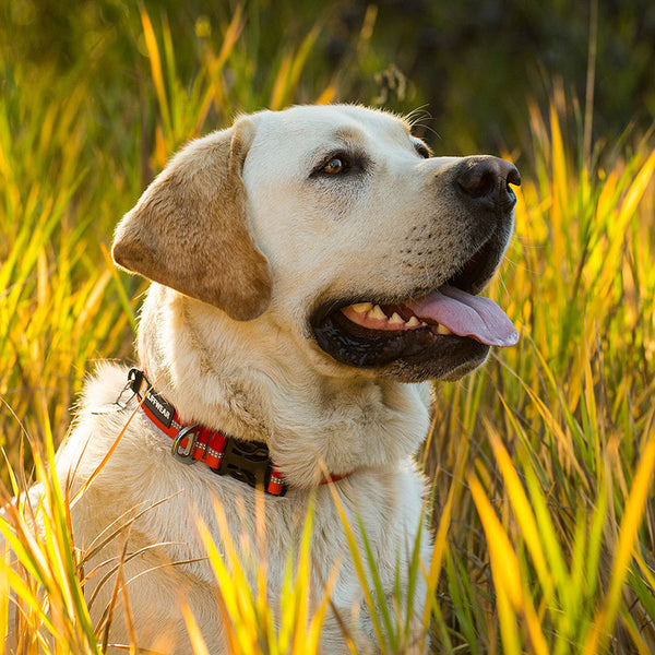 Ruffwear Crag Collar