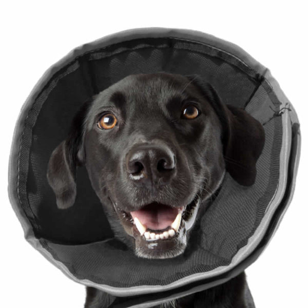 ZenPet Soft Recovery Collar