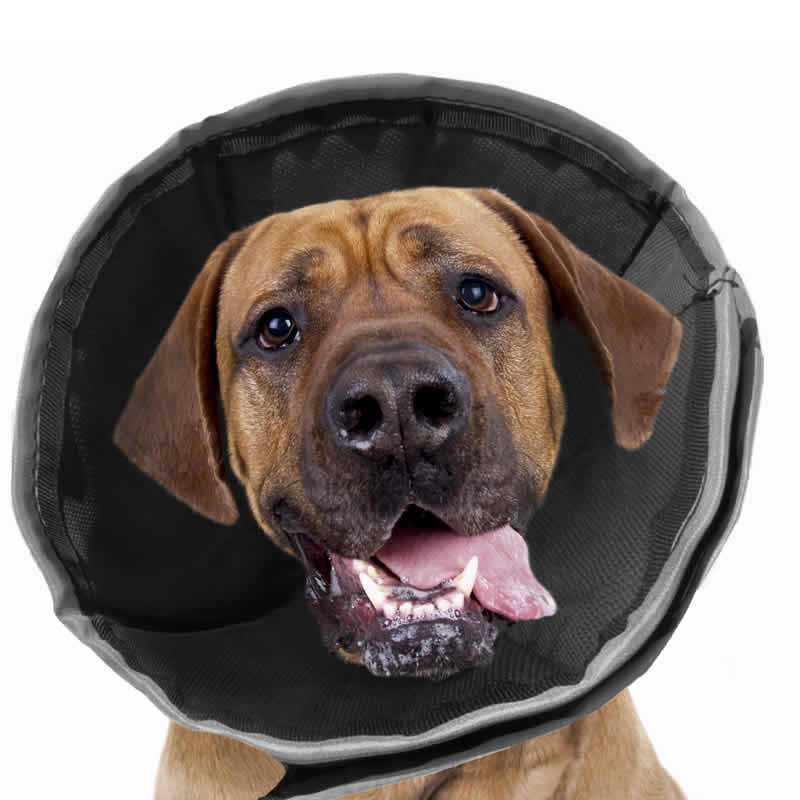 ZenPet Soft Recovery Collar
