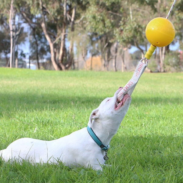 Aussie Dog Home Alone