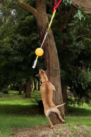 Aussie Dog Home Alone