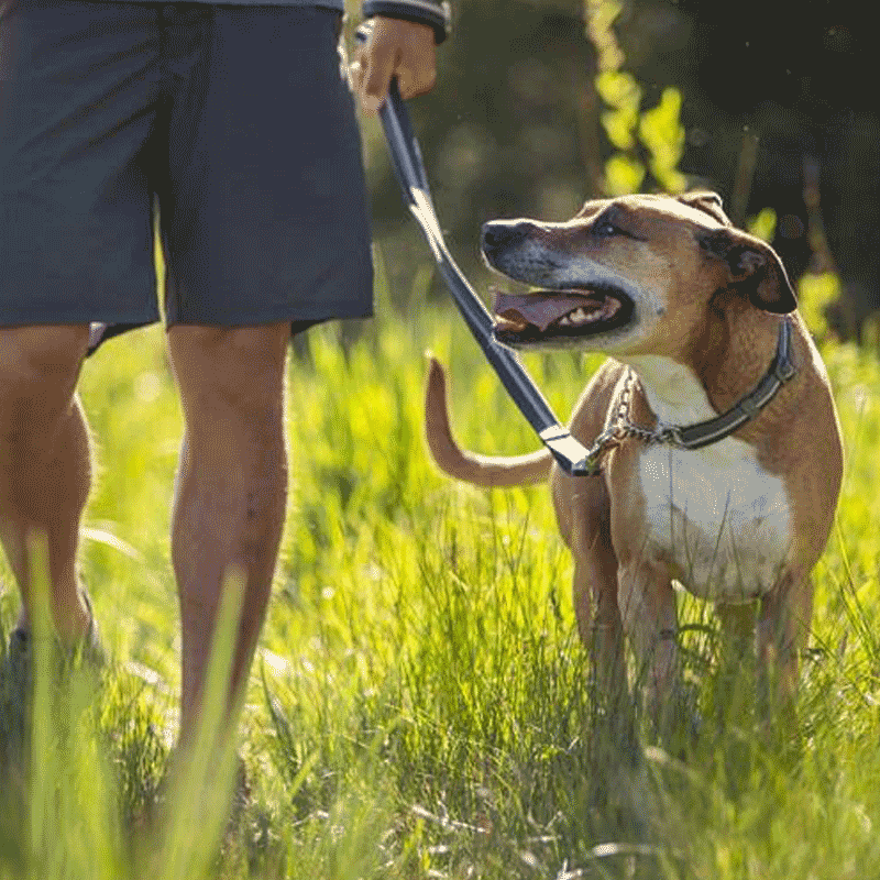 Ruffwear Chain Reaction Dog Collar
