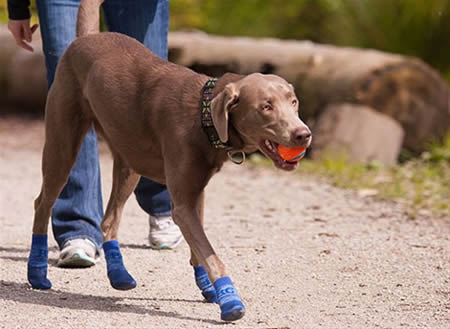 Pawks Sport Indoor / Outdoor Dog Socks