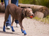 Pawks Sport Indoor / Outdoor Dog Socks