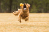 Ruffwear Huckama