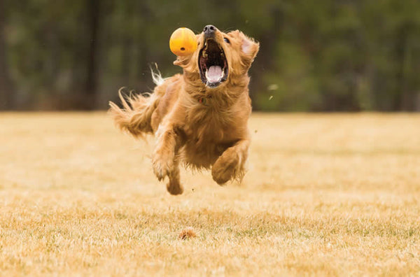 Ruffwear Huckama