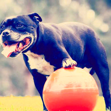 Aussie Dog Staffie Ball
