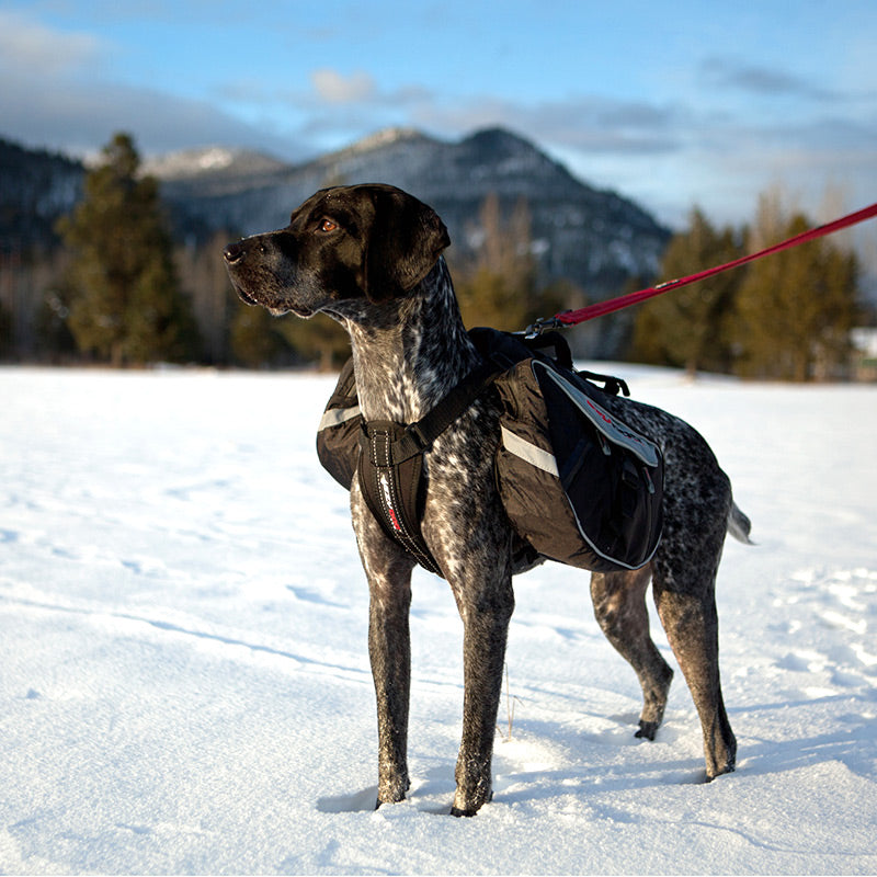 EzyDog Summit Backpack