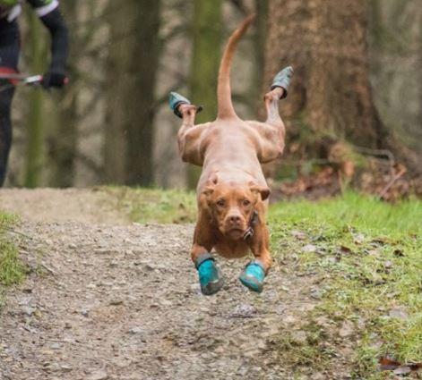 Ruffwear Dog Boots Grip Trex  (2 Boots)