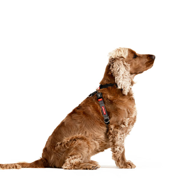 EzyDog CrossCheck Harness