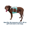 ⚡NEW⚡ Ruffwear Swamp Cooler Dog Cooling Harness