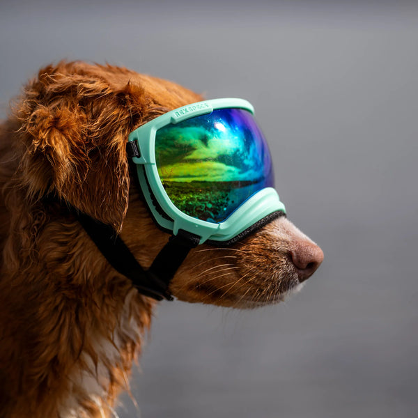 Rex Specs Dog Goggles V2