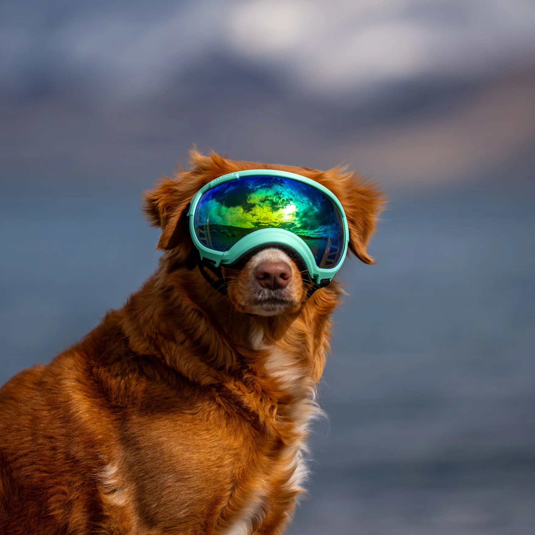 Rex Specs Dog Goggles V2