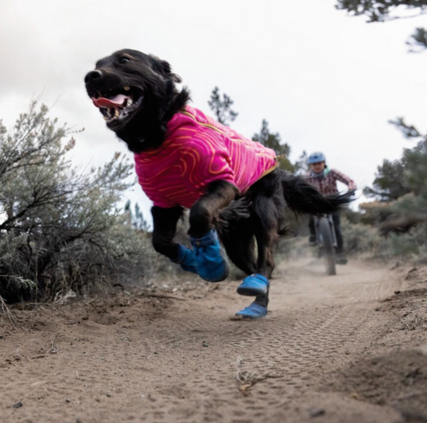 Dog online trail shoes