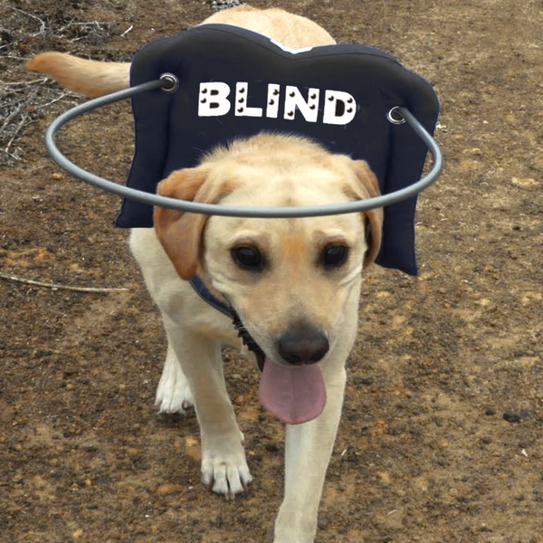 Muffin s Halo for Blind Dogs