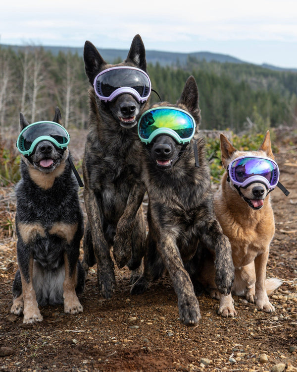 Rex Specs Dog Goggles V2