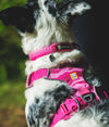 Ruffwear Front Range Harness
