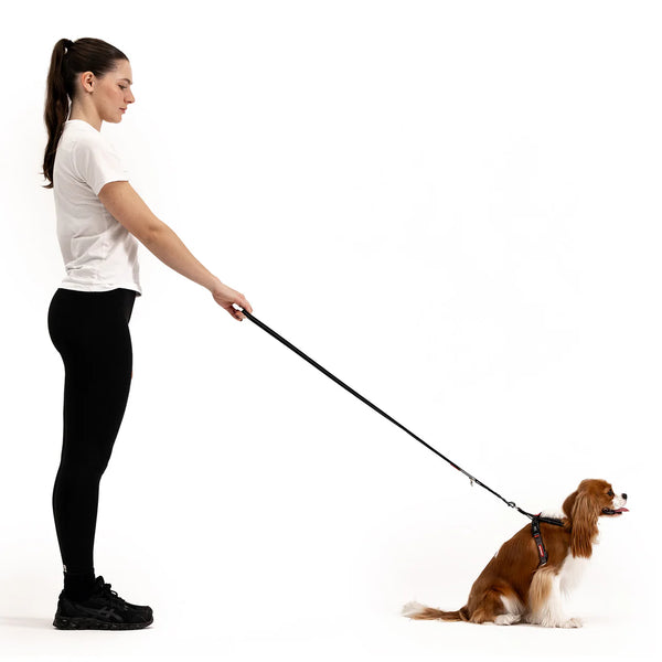 EzyDog CrossCheck Harness