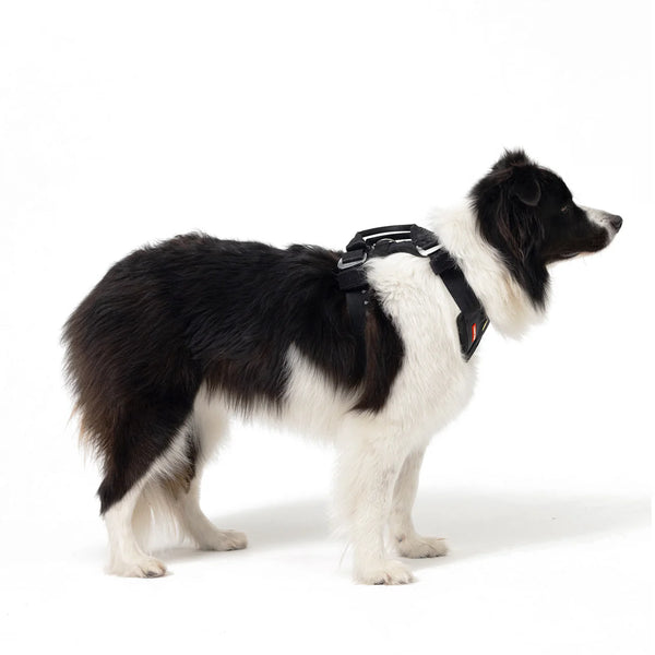 EzyDog Drive Harness