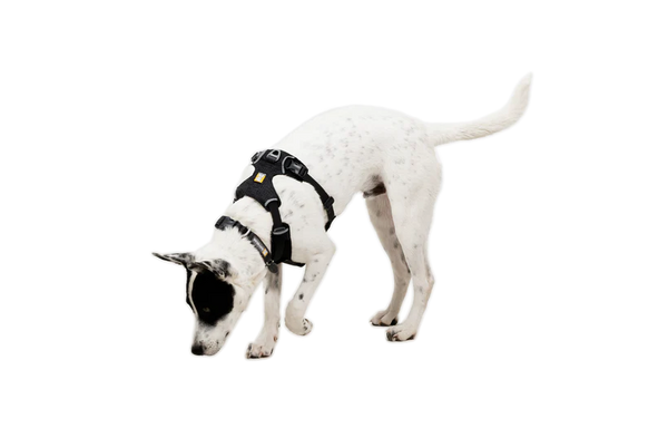 Ruffwear Front Range Flex Harness