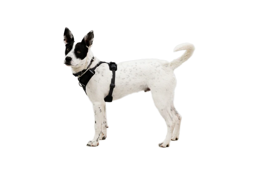 Ruffwear Front Range Flex Harness