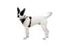 Ruffwear Front Range Flex Harness