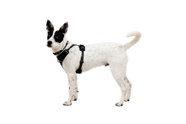 Ruffwear Front Range Flex Harness