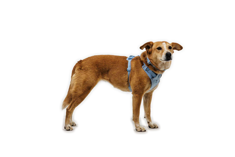Ruffwear Front Range Flex Harness