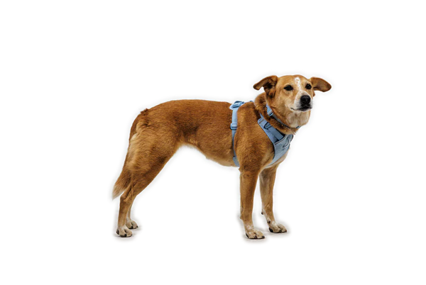 Ruffwear Front Range Flex Harness