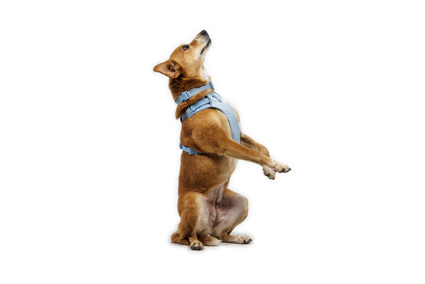 Ruffwear Front Range Flex Harness