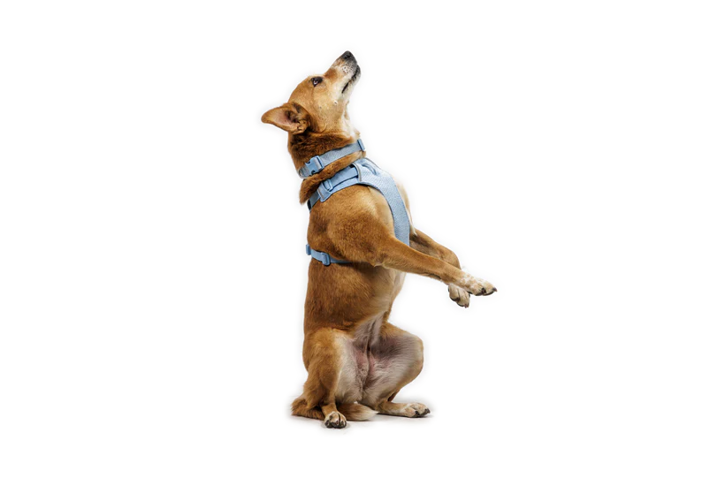 Ruffwear Front Range Flex Harness