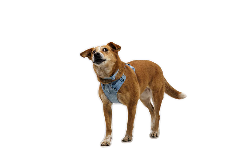 Ruffwear Front Range Flex Harness