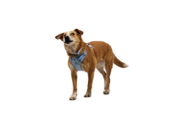 Ruffwear Front Range Flex Harness