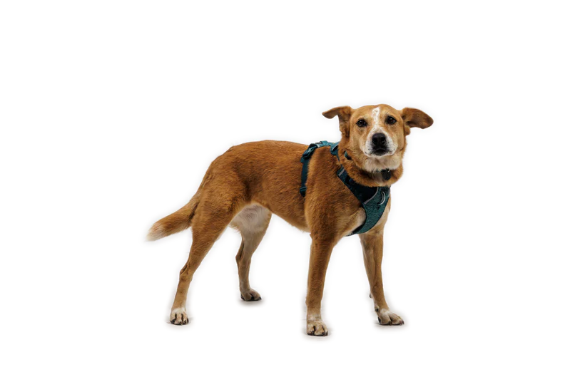 Ruffwear Front Range Flex Harness