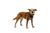 Ruffwear Front Range Flex Harness